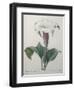 Climbing Angel Trumpet-Pierre-Joseph Redoute-Framed Art Print