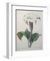 Climbing Angel Trumpet-Pierre-Joseph Redoute-Framed Art Print