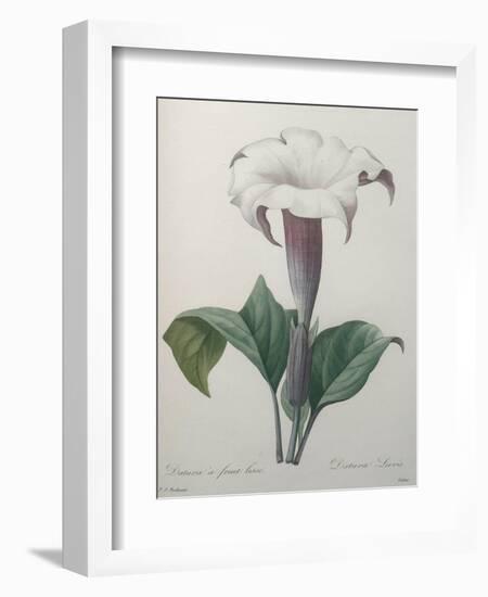 Climbing Angel Trumpet-Pierre-Joseph Redoute-Framed Art Print