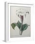 Climbing Angel Trumpet-Pierre-Joseph Redoute-Framed Art Print