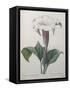 Climbing Angel Trumpet-Pierre-Joseph Redoute-Framed Stretched Canvas