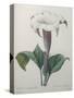 Climbing Angel Trumpet-Pierre-Joseph Redoute-Stretched Canvas