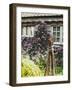 Climbing Flowers-Tim Kahane-Framed Photographic Print