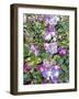 Climbing Lilac Rose-Dorothy Berry-Lound-Framed Giclee Print