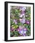 Climbing Lilac Rose-Dorothy Berry-Lound-Framed Giclee Print