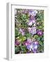 Climbing Lilac Rose-Dorothy Berry-Lound-Framed Giclee Print