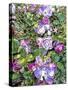 Climbing Lilac Rose-Dorothy Berry-Lound-Stretched Canvas