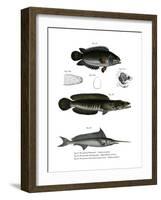 Climbing Perch-null-Framed Giclee Print