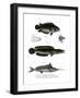 Climbing Perch-null-Framed Giclee Print