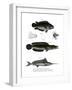 Climbing Perch-null-Framed Giclee Print