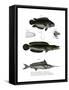 Climbing Perch-null-Framed Stretched Canvas