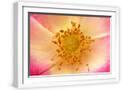 White Frame