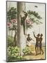 Climbing Trees, Aborigines in New South Wales Engraved by Matthew Dubourg (Fl.1813-1820) Pub. 1813-John Heaviside Clark-Mounted Giclee Print