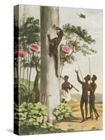 Climbing Trees, Aborigines in New South Wales Engraved by Matthew Dubourg (Fl.1813-1820) Pub. 1813-John Heaviside Clark-Stretched Canvas