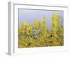 Clinging Vines-Allan Friedlander-Framed Art Print