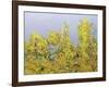 Clinging Vines-Allan Friedlander-Framed Art Print