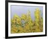 Clinging Vines-Allan Friedlander-Framed Art Print