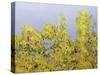 Clinging Vines-Allan Friedlander-Stretched Canvas