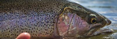 A Dry Fly Caught Brown Trout from a Small Mountain Stream in Utah in Late Summer.-Clint Losee-Photographic Print