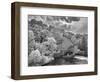 Clinton Mill Black And White-Steven Maxx-Framed Photographic Print