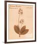 Clintonia-H^ T^ Shores-Framed Giclee Print