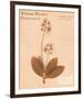 Clintonia-H^ T^ Shores-Framed Giclee Print