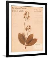 Clintonia-H^ T^ Shores-Framed Giclee Print