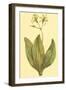 Clintonia-null-Framed Art Print