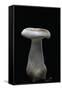 Clitocybe Nebularis (Clouded Agaric, Clouded Funnel)-Paul Starosta-Framed Stretched Canvas