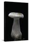 Clitocybe Nebularis (Clouded Agaric, Clouded Funnel)-Paul Starosta-Stretched Canvas