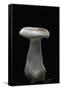 Clitocybe Nebularis (Clouded Agaric, Clouded Funnel)-Paul Starosta-Framed Stretched Canvas