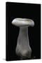 Clitocybe Nebularis (Clouded Agaric, Clouded Funnel)-Paul Starosta-Stretched Canvas