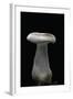 Clitocybe Nebularis (Clouded Agaric, Clouded Funnel)-Paul Starosta-Framed Photographic Print