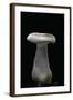 Clitocybe Nebularis (Clouded Agaric, Clouded Funnel)-Paul Starosta-Framed Photographic Print