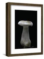 Clitocybe Nebularis (Clouded Agaric, Clouded Funnel)-Paul Starosta-Framed Photographic Print