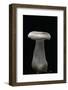 Clitocybe Nebularis (Clouded Agaric, Clouded Funnel)-Paul Starosta-Framed Photographic Print