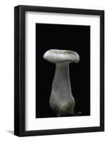 Clitocybe Nebularis (Clouded Agaric, Clouded Funnel)-Paul Starosta-Framed Photographic Print