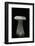 Clitocybe Nebularis (Clouded Agaric, Clouded Funnel)-Paul Starosta-Framed Photographic Print