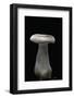 Clitocybe Nebularis (Clouded Agaric, Clouded Funnel)-Paul Starosta-Framed Photographic Print