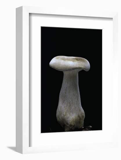 Clitocybe Nebularis (Clouded Agaric, Clouded Funnel)-Paul Starosta-Framed Photographic Print