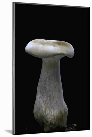 Clitocybe Nebularis (Clouded Agaric, Clouded Funnel)-Paul Starosta-Mounted Photographic Print