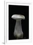 Clitocybe Nebularis (Clouded Agaric, Clouded Funnel)-Paul Starosta-Framed Photographic Print