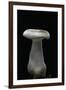 Clitocybe Nebularis (Clouded Agaric, Clouded Funnel)-Paul Starosta-Framed Photographic Print