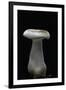 Clitocybe Nebularis (Clouded Agaric, Clouded Funnel)-Paul Starosta-Framed Photographic Print