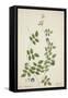 Clitoria Ternatea Linn, 1800-10-null-Framed Stretched Canvas