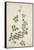 Clitoria Ternatea Linn, 1800-10-null-Framed Stretched Canvas