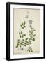 Clitoria Ternatea Linn, 1800-10-null-Framed Giclee Print