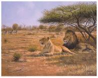 Lion Couple-Clive Kay-Art Print