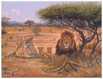 Lion Couple-Clive Kay-Art Print