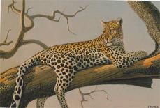 Lounging Leopard-Clive Kay-Art Print